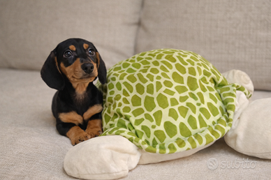 Bassotto maschio taglia piccola