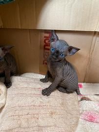 Gatti sphynx