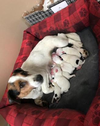 Jack Russel
