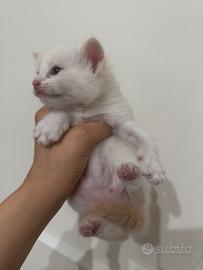 Ragdoll gattino cream point