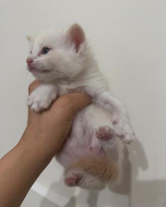 Ragdoll gattino cream point