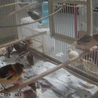 gabbie voliera uccelli piccoli e medie dimensioni 