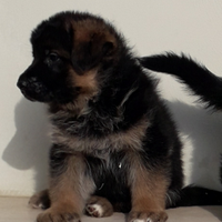 Cuccioli di pastore tedesco