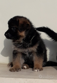 Cuccioli di pastore tedesco