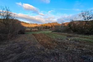 Terreno di 1 ettaro, coltivabile zona poggibonsi