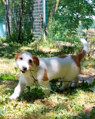 Jack Russell