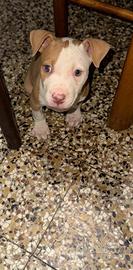Cucciolo di American pitbull