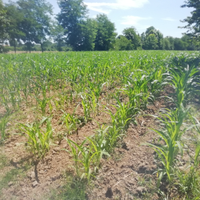 Terreno 5300mq Cavasagra