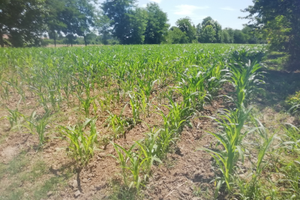 Terreno 5300mq Cavasagra