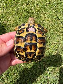 Testudo hermanni