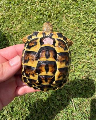 Testudo hermanni