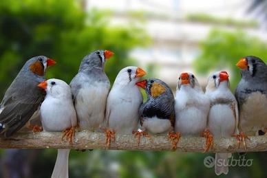 Diamantini (bengalini)