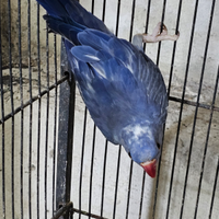 Parrocchetto dal collare