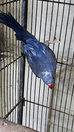 Parrocchetto dal collare