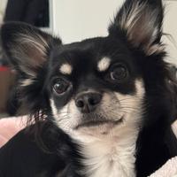 Chihuahua per monta