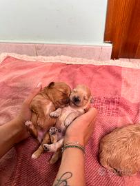 Maltipoo splendidi genitori testati e con pedigree