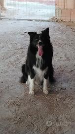 Cuccioli Border collie