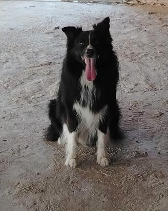 Cuccioli Border collie