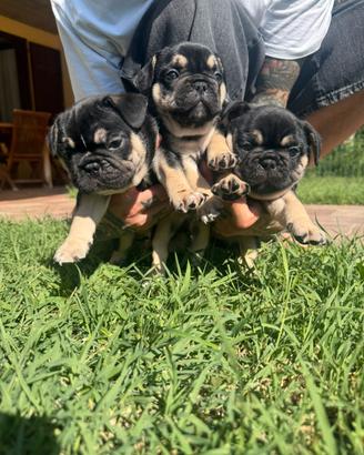 Bulldog francese