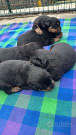 Cuccioli rottweiler