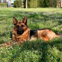 Pastore tedesco maschio per monta