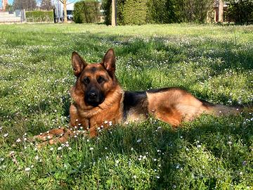 Pastore tedesco maschio per monta