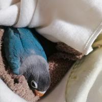 Inseparabili mascherati (Agapornis personatus)