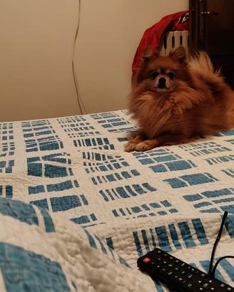 Spitz pomeriano