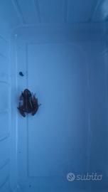 Epipedobates anthonyi