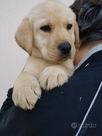 Cuccioli di labrador con pedigree