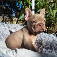Femmina Isabella New Shade Bulldog Francese