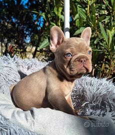 Femmina Isabella New Shade Bulldog Francese