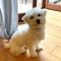 Maltese per accoppiamento