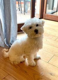 Maltese per accoppiamento