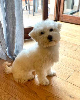 Maltese per accoppiamento