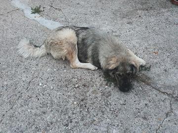 dono cucciola di pastore del caucaso originale