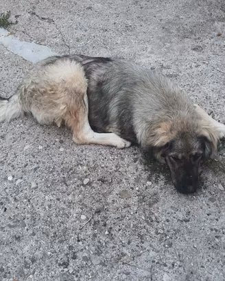 dono cucciola di pastore del caucaso originale