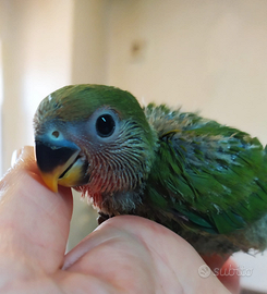 Inseparabili roseicollis allevati a mano