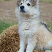 Siberian husky