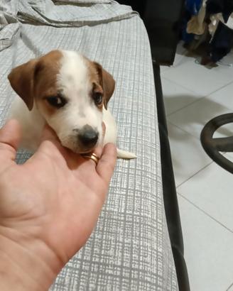 Cucciola jack Russell nana a zampa corta