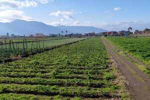 Fondo Agricolo di 2300mq Seminativo Irriguo