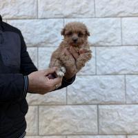 Cucciola maltipoo