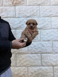 Cucciola maltipoo