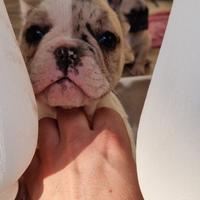 Bulldog francese