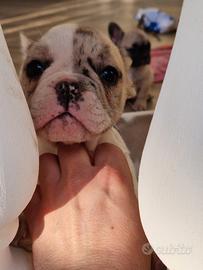 Bulldog francese