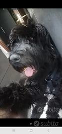 terrier russo 9 mesi 