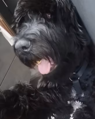 terrier russo 9 mesi 