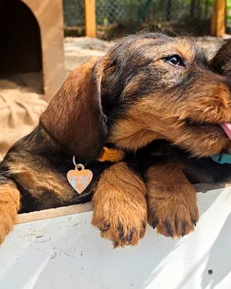 Cuccioli maschi di bassotto tedesco a pelo duro