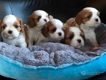 Cavalier king Charles spaniel