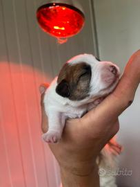 Maschio jack russell
